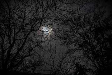 Wall Mural - the full moon in cloudy sky seen through branches of trees at night