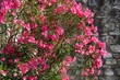 Pink flower clusters of nerium oleander
