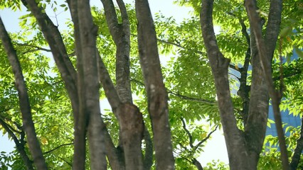 Poster - 木立と木漏れ日