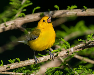 Wall Mural - Prothonotary Warbler