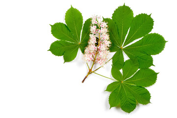 Chestnut inflorescence with leaves on a white background.