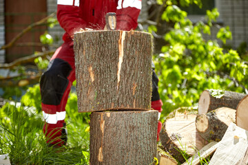 Logger. Chop wood. Chop wood on a sunny summer day. Logger.