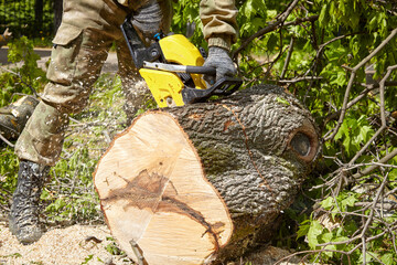 Wall Mural - Tree surgeon. Working with a chainsaw. Sawing wood with a chainsaw.