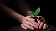 A woman is planting a sprout of zucchini. Close-up of female hands gardening on black background. 