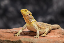 Bearded Dragon Posing In The Nature