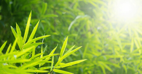 Wall Mural - Bamboo green color in nature with copy space. Bamboo leaf and copy space