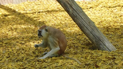 Wall Mural - Red monkey looking for something on the ground