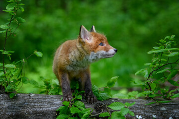 Wall Mural - red fox, vulpes vulpes, small young cub in forest on a tree trunk. cute little wild predators in nat