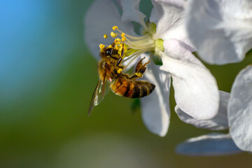 Poster - Close Honey bee collecting pollen from apple tree blossom