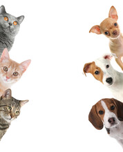 Cute Funny Cats And Dogs On White Background