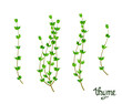 A set of thyme sprigs on a white background. Herbs.
