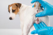 Veterinarian doing an examination of the genitals of a female dog Jack Russell Terrier. 
