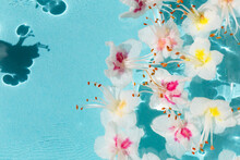 Chestnut Flowers In Light Blue Water
