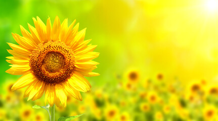 Fotomurales - Bright yellow sunflower on blurred sunny nature background. Horizontal summer banner with sunflowers field