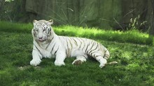 White Tiger Bengal Tiger Resting On Grass