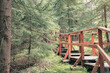 Leśny drewniany mostek