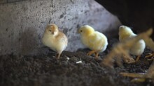 Feeding Video Of Mother Hen And Baby Chicks.amateur Chicken Breeding.how To Raise Chicks In Village Life.how Mother Chicken Feeds Her Chicks