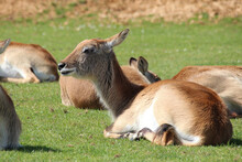 Antelope (lechwe) In A Zoo In France