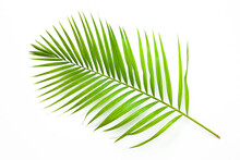 Leaves Of Coconut Palm Tree Isolated On White Background, Summer Background