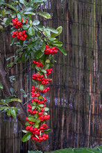 Pyracantha Coccinea, The Scarlet Firethorn, European Species Of Firethorn Or Red Firethorn.