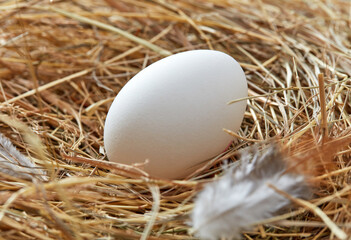 Canvas Print - Fresh chicken egg in the nest