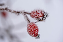Frost Covered Rose Hips In Winter