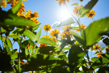 Wall Mural - yellow flowers over blue sky