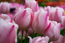Tulips In Netherlands - Pink Tulips Resting On Each Other