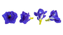 Butterfly Pea Flowers With Green Leaves Isolated On White Background.
