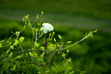 Beautiful White Lone Flower In The Field. White Flower On A Background Of Green Grass.White Flower In The Sun.