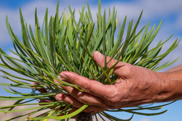 Woman's hands touching a kleinia tropical plant in full bloom, blue sky in background