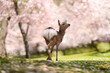 Cute little Deer under Sakura in Nara City