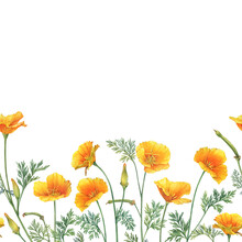 Seamless Pattern, Border, Frame With Golden Eschscholzia Flower (California Sunlight, Desert Gold Poppy, Mojave Poppy). Hand Drawn Watercolor Painting Illustration Isolated On White Background.