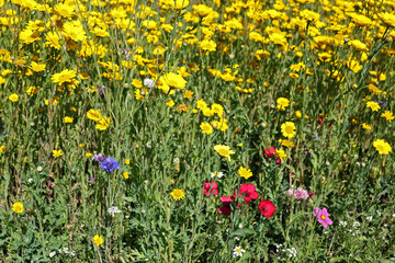 Wall Mural - a field of yellow wild flowers