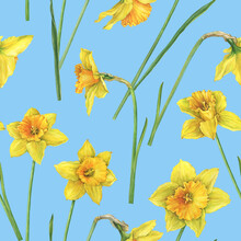 Seamless Pattern With Yellow Narcissus Flowers (daffodil, Easter Bell, Jonquil, Lenten Lily). Floral Botanical Picture. Hand Drawn Watercolor Painting Illustration Isolated On Blue Background.