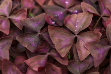 Purple Shamrock Oxalis Triangularis With Little Waterdrops Closeup To Highlight The Beautiful Colour Of The Foliage.