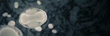 Monkeypox Virus, Infectious Zoonotic Disease, Close-up, Background Banner With Empty Space