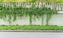 Green Ivy On The White Wall Beside The Road.