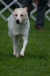 © Kyle - Canaan Dog walking towards camera at a dog show