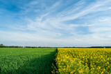 Fototapeta Niebo - Agriculture landscape of blossom rapeseed and green wheat fields