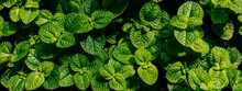 Green Mint Plant Nature Background