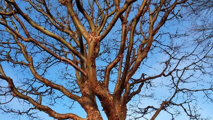 Wall Mural - Acer griseum tree bark which is commonly known as Paperbark Maple, stock video footage clip