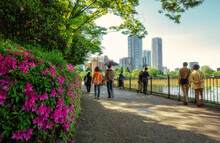 上野恩賜公園の不忍池沿いの遊歩道とツツジが咲く初夏の風景です