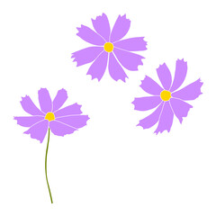 Wall Mural - Set of cosmos flower branch vector simple illustration isolated on white background. Outline hand drawn colored version. Floral vector for childrens illustration, summer design.
