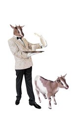 déguisé en chèvre, lait, servir, serveur, maitre d'hôtel, animal, chèvre, ferme, mammifère, blanc, isolé, animal, cheval, illustration, nature, brun, bétail, domestique, fond blanc