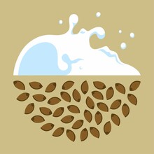Processing Of Hemp Seeds Into Vegetable Milk. Spilling Milk With Byzgami In All Directions. Cannabis Seeds Inscribed In A Semicircle.Illustration In Flat Graphic Style.