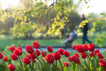 A Flowerbed Of Planted Red Tulips In A Row Against The Backdrop Of The Rays Of The Sun Breaking Through The Foliage And A Blurry Image Of A Man With A Stroller Walking In The Park