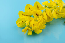 Flowers Of Yellow Acacia On Blue Background. Caragana's Arborescens Blooming. Yellow Flower Background.