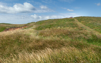 Wall Mural - Tall grasses dominate the coastline with bench on horixon under blue sky at Flamborough Head, UK.