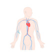 Peripherally inserted central catheter PICC on male body